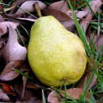 Pears fell to the ground in November.